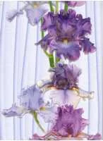 Панель ПВХ Ирис декор 0,25х2,7 м