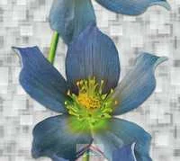 Панель ПВХ Клематис Декор 1  0,25х2,7 м 